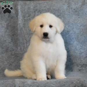 Augusta, Great Pyrenees Puppy
